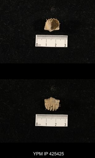 Liosotella sp.