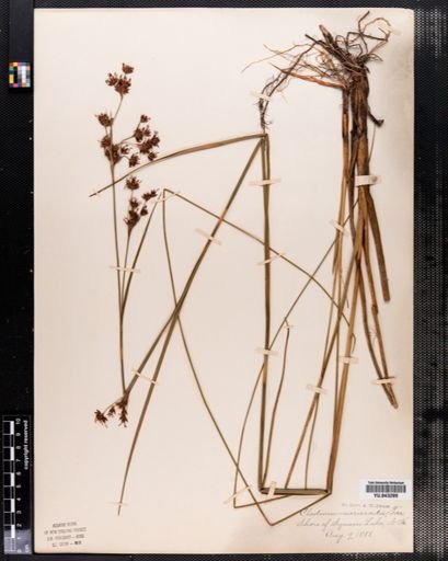 Cladium mariscoides