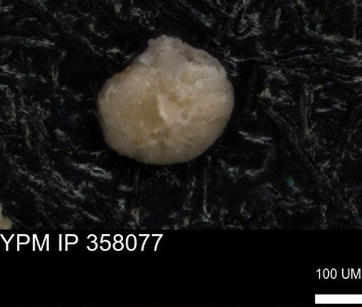 undet. Foraminiferida