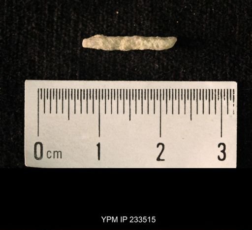 Archaeocidaris sp.