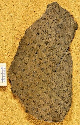 Lepidodendron vestitum