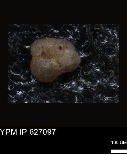 undet. Foraminiferida