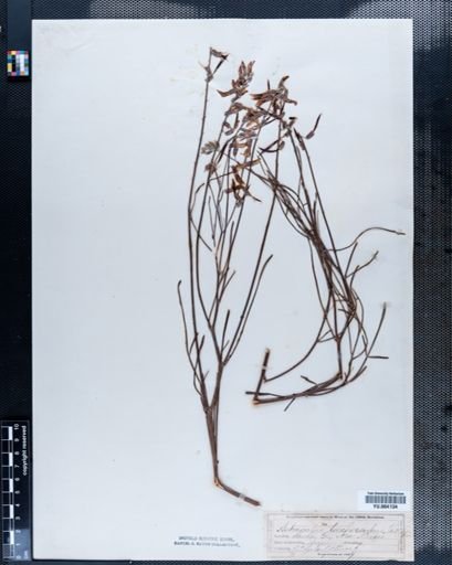 Astragalus