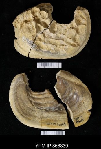 undet. Inoceramidae