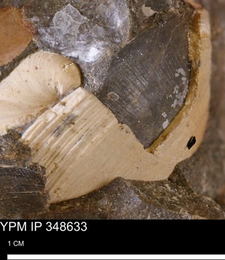 Limopsis striatopunctatus