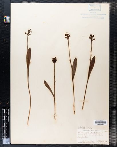 Habenaria tridentata