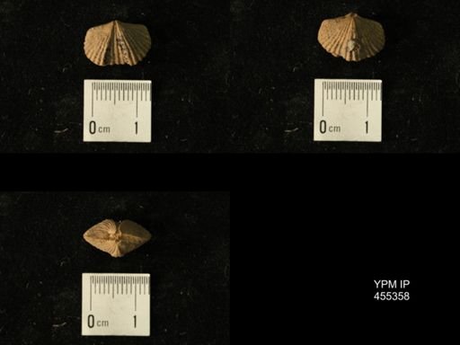 Platystrophia juvenes