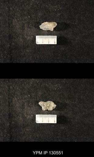 Platyceratoidea