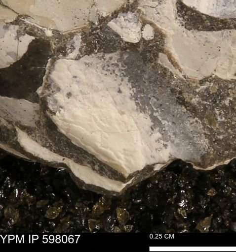 Protocardia?