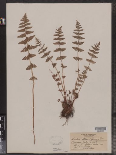 Woodsia obtusa