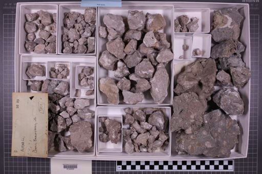 mixed taxa, stratigraphic collection