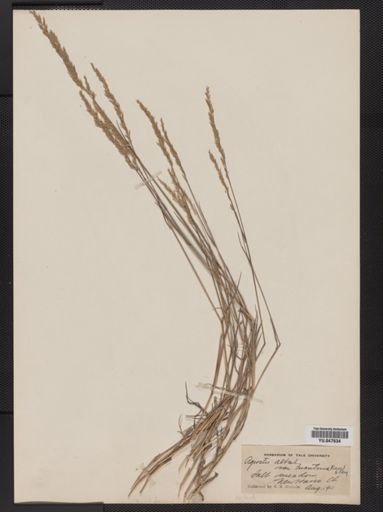 Agrostis palustris