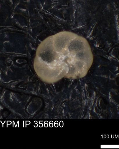 undet. Foraminiferida
