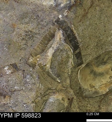 undet. Mollusca
