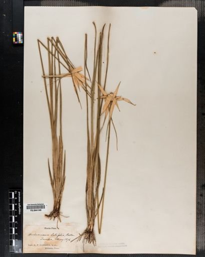 Plantae