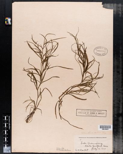 Heteranthera dubia