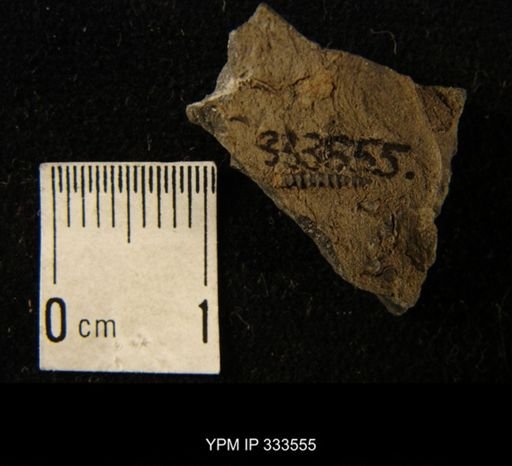 Tentaculites sp.