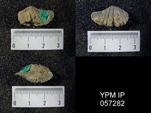 Megakozlowskiella perlamellosa
