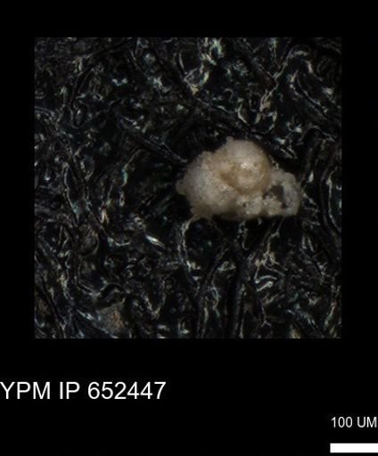 undet. Foraminiferida