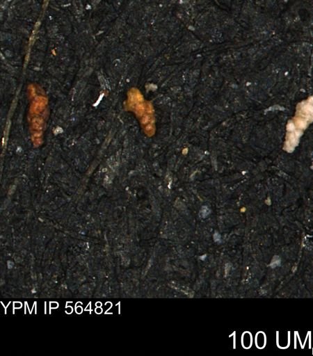 Verneuilinoides kansasensis