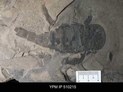 Eurypterus sp.
