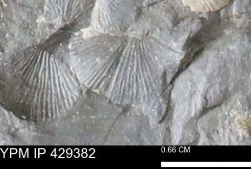 Devonochonetes scitulus