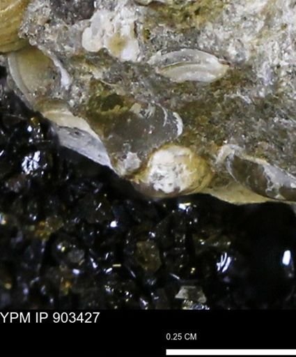 undet. Mollusca