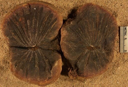Annularia