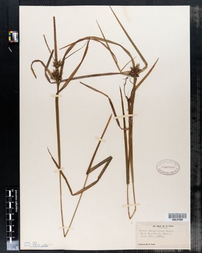 Carex intumescens