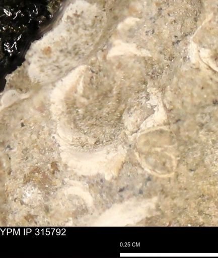 undet. Mollusca