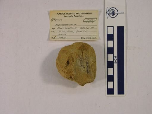 Arsinoitherium sp.