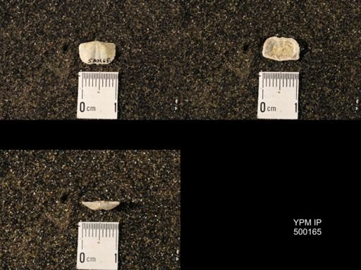 Chonetina flemingi
