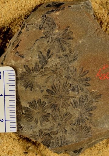 Annularia sp.