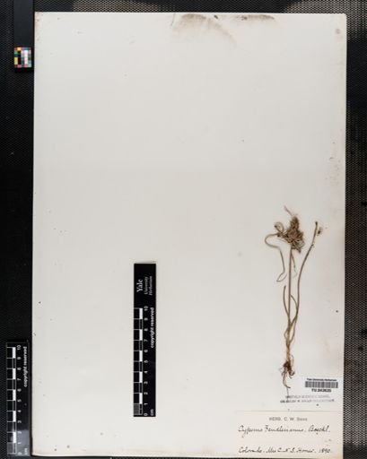 Cyperus
