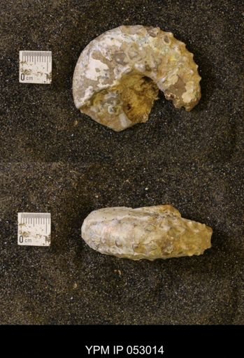 Discoscaphites gulosus