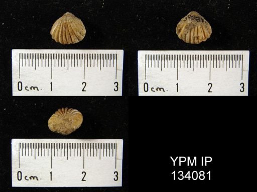 Rhynchonella sp.
