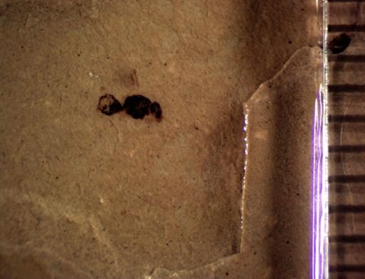 undet. Hymenoptera