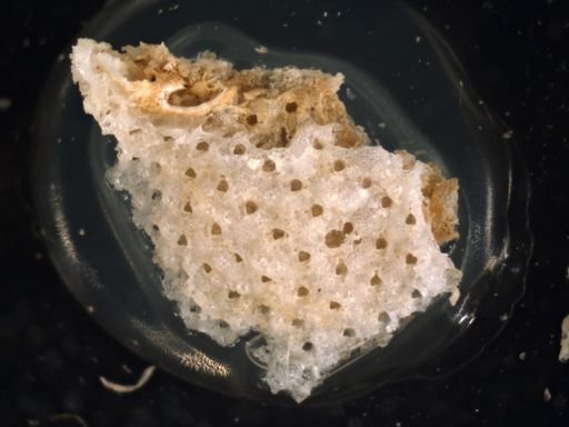 Schizoporella biaperta
