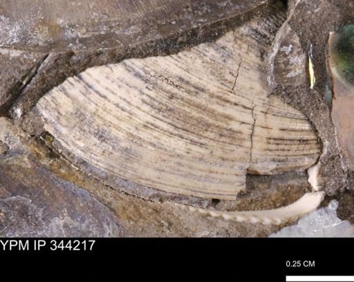 Limopsis striatopunctatus