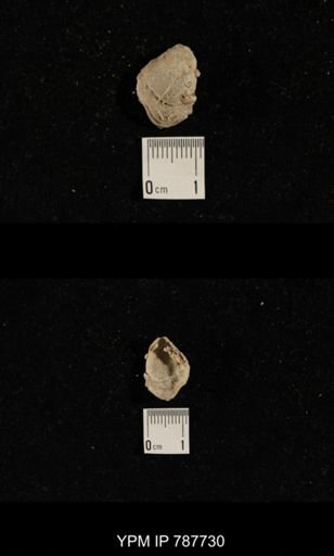 Brachiopoda