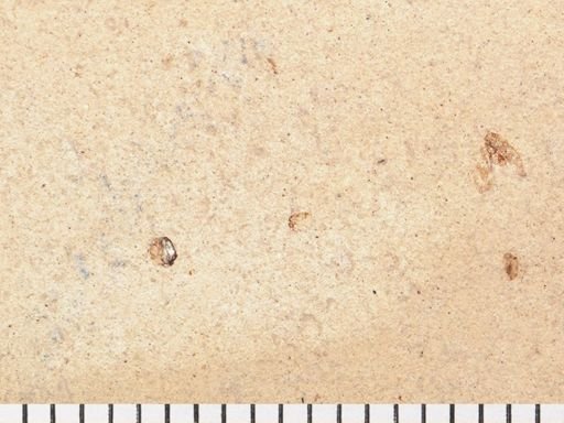 Coleoptera?
