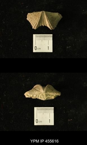 Platystrophia acutilirata