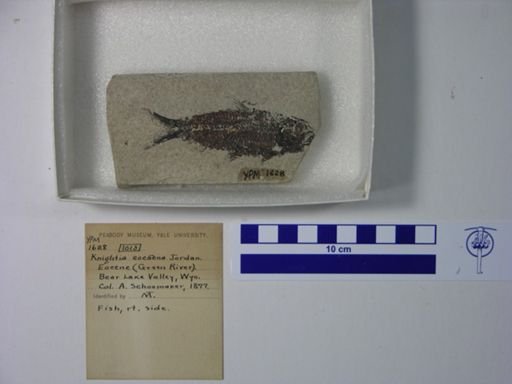 Knightia eocaena