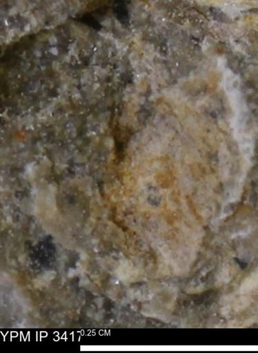 undet. Mollusca