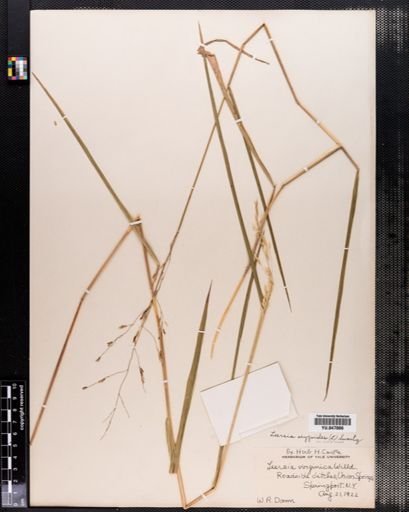 Leersia oryzoides