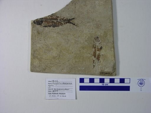 Knightia eocaena