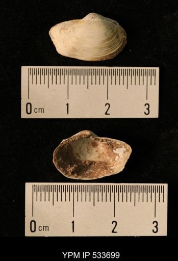 Yoldia arctica