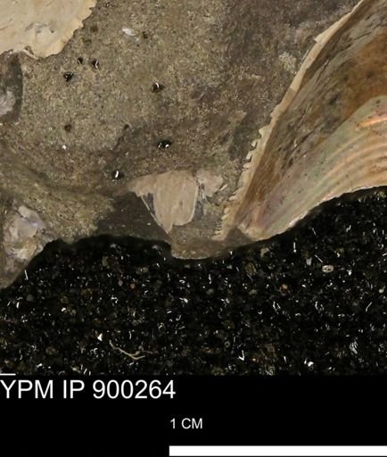 undet. Mollusca