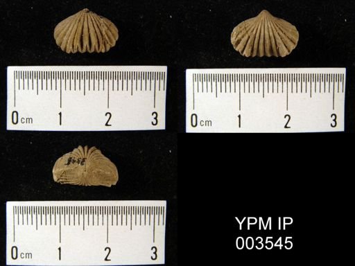 Camarotoechia