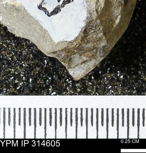 undet. Mollusca
